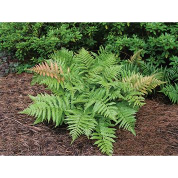 PERENN BRONSBRÄKEN 3-PACK