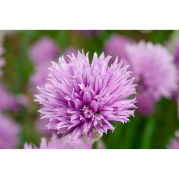 PERENN GRÄSLÖK 6-PACK