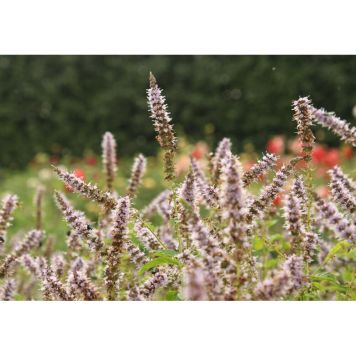 PERENN GRÖNMYNTA FÄGRE 3-PACK