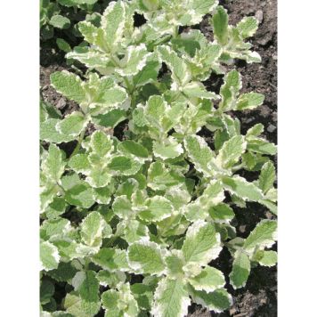 PERENN BROKBLADIG ÄPPELMYNTA VARIEGATA 6-PACK