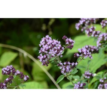 PERENN KUNGSMYNTA 15-PACK