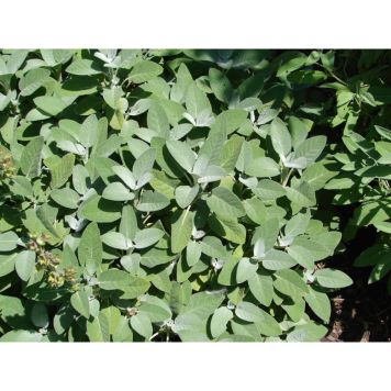 PERENN KRYDDSALVIA BERGGARTEN 15-PACK