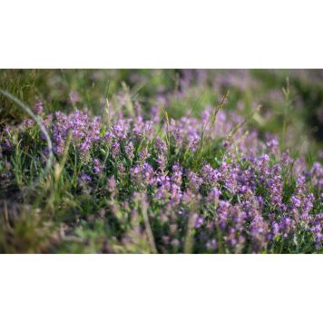 PERENN KRYDDTIMJAN 15-PACK