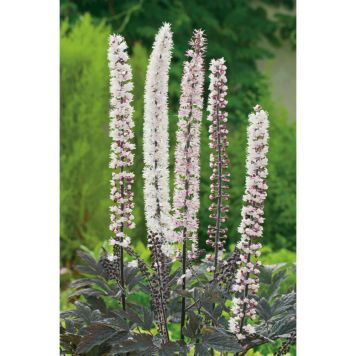 PERENN HÖSTSILVERAX PINK SPIKE 2L