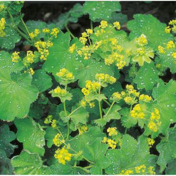 PERENN JÄTTEDAGGKÅPA 2L