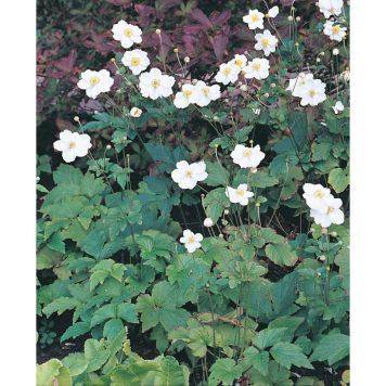 PERENN HÖSTANEMON HONORINE JOBERT 2L