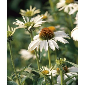 PERENN SOLHATT ALBA 2L