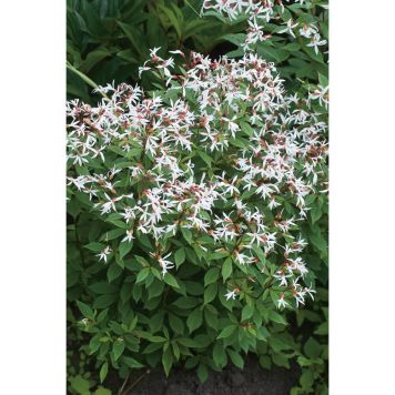 PERENN TREBLADSSPIREA 2L