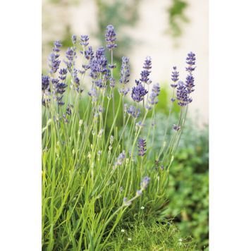 PERENN LAVENDEL MUNSTEAD 2L