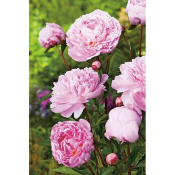 PERENN LUKTPION SARAH BERNARDT 2L