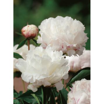 PERENN LUKTPION SHIRLEY TEMPLE 2L