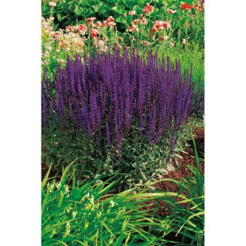 PERENN STÄPPSALVIA CARADONNA 2L