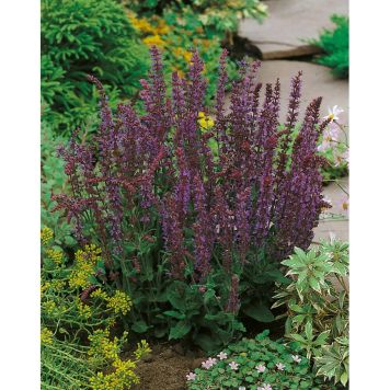 PERENN STÄPPSALVIA OSTFRIESLAND 2L