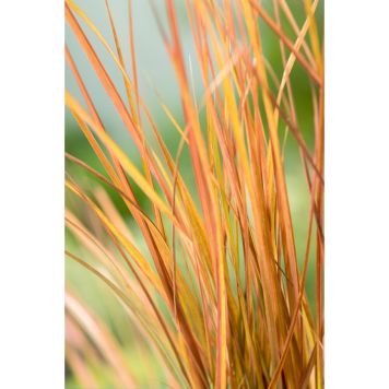 PRYDNADSGRÄS FASANFJÄDER SIROCCO 2L 