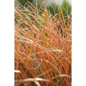 PRYDNADSGRÄS BRANDSTARR 30CM 