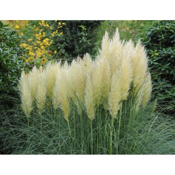 PRYDNADSGRÄS PAMPASGRÄS 150CM 