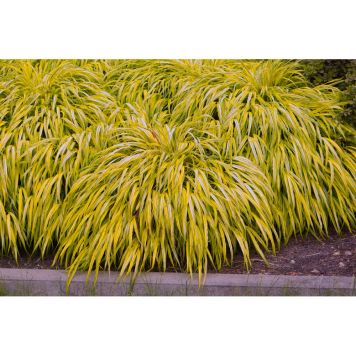 PRYDNADSGRÄS HAKONEGRÄS 30CM 