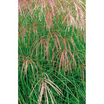 PRYDNADSGRÄS GLANSMISKANTUS FLAMINGO 120CM 