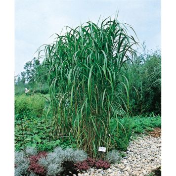 PRYDNADSGRÄS ELEFANTGRÄS MISKANTUS 300CM 