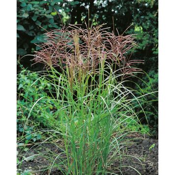 PRYDNADSGRÄS JAPANSKT GRÄS FERNER OSTEN 160CM 