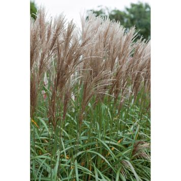 PRYDNADSGRÄS JAPANSKT GRÄS MALEPARTUS 180CM 
