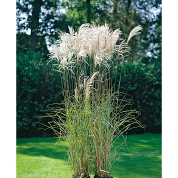 PRYDNADSGRÄS JAPANKT GRÄS SILBERFEDER 200CM 