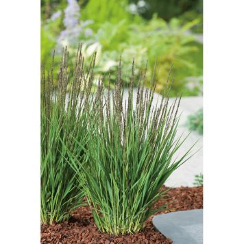 PRYDNADSGRÄS BLÅTÅTEL 50CM 