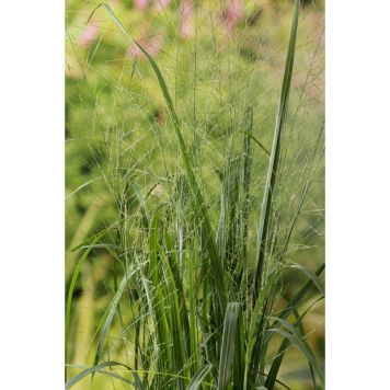 PRYDNADSGRÄS JÄTTETÅTEL KARL FORESTER 180CM 