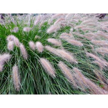PRYDNADSGRÄS LAMPBORSTGRÄS 50CM 