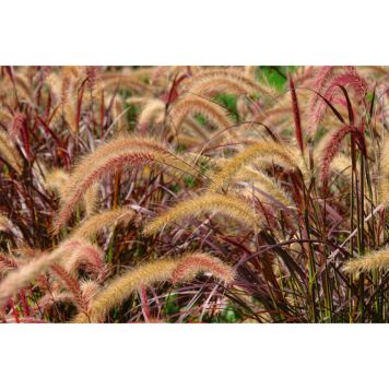 PRYDNADSGRÄS FJÄDERBORSTGRÄS RUBRUM 80CM  