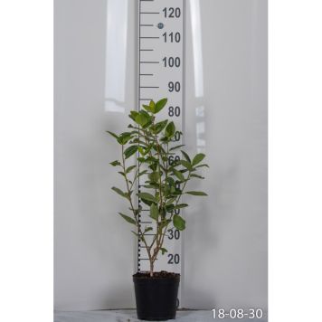 BUSKE SLÅNARONIA GUL 