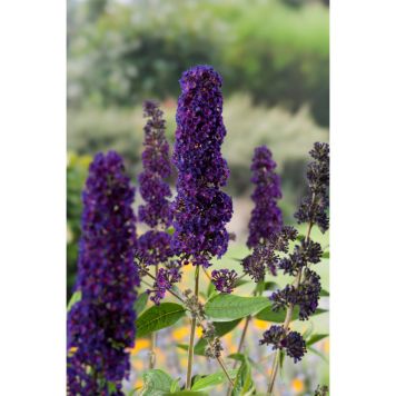 BUSKE SYRENBUDDLEJA FJÄRILSBUSKE MÖRKRÖD 