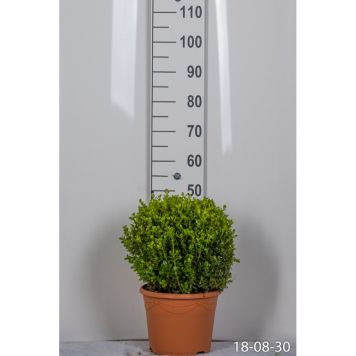 BUSKE SMÅBLADIG BUXBOM Ø30-35CM 