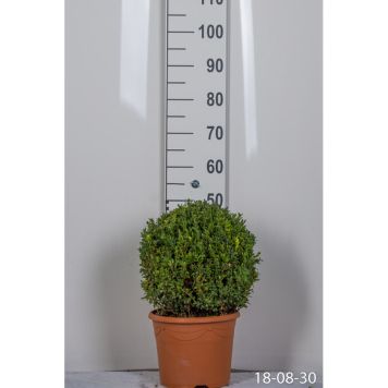 BUSKE BUXBOM Ø35-40CM 