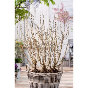 BUSKE ORMHASSEL GUL 5-PACK 