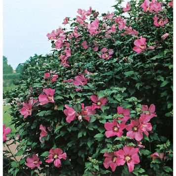 BUSKE HIBISKUS FRILAND RÖD 