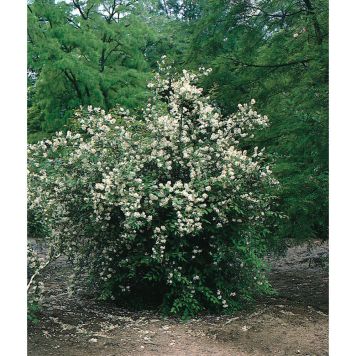 BUSKE DOFTSCHERSMIN  VIT 3-PACK 