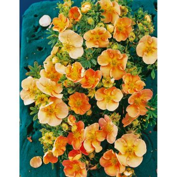 BUSKE ÖLANDSTOK LAXROSA 3-PACK 