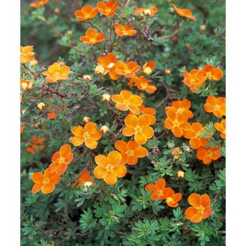 BUSKE ÖLANDSTOK ORANGEGUL 10-PACK 