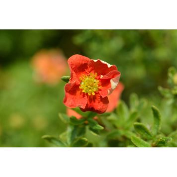 BUSKE ÖLANDSTOK MARIAN RED ROBIN 1-PACK