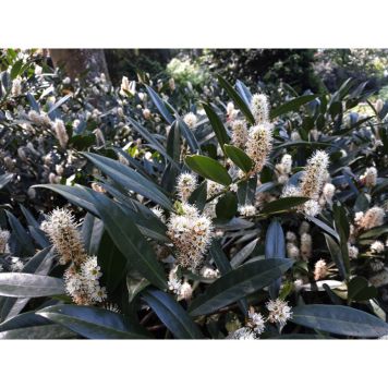 BUSKE LAGERHÄGG VIT 10-PACK 