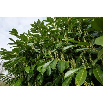 BUSKE LAGERHÄGG MANO VIT 10-PACK 