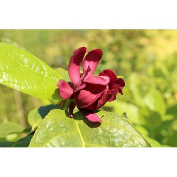 BUSKE KRYDDBUSKE MÖRKRÖD 5-PACK 