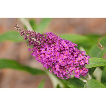 BUSKE SYRENBUDDLEJA FJÄRILSBUSKE 