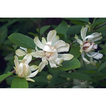 BUSKE KRYDDBUSKE VENUS 5-PACK  