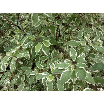 BUSKE RYSK KORNELL 30-50CM