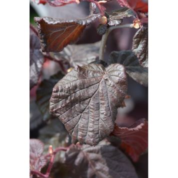 BUSKE RÖDBLADIG ORMHASSEL 