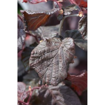 BUSKE RÖDBLADIG ORMHASSEL 3-PACK 