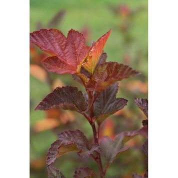 BUSKE SMÄLLSPIREA LITTLE ANGEL 