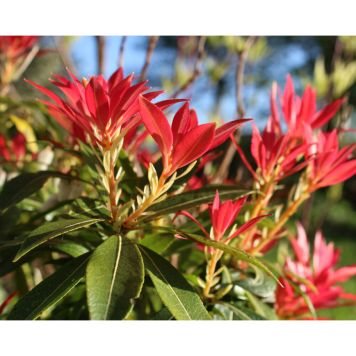 BUSKE ELDRÖD BUSKROSLING 25-30CM